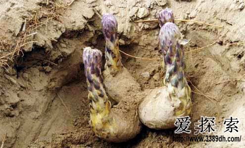 古代女子阴刑动态图_女子受阴刑动态图_古代人玩 ...