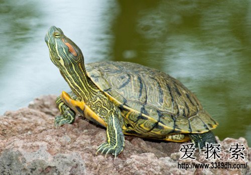 神秘的巴西龟的年龄 绝对超出你想象(2)