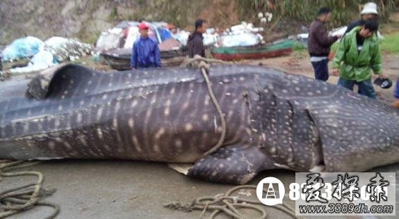 温州渔民捕获的万斤巨无霸