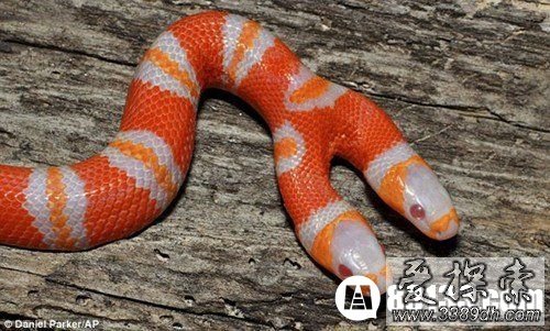 美国发现奇特的白化双头蛇